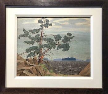 Bergman White Pine