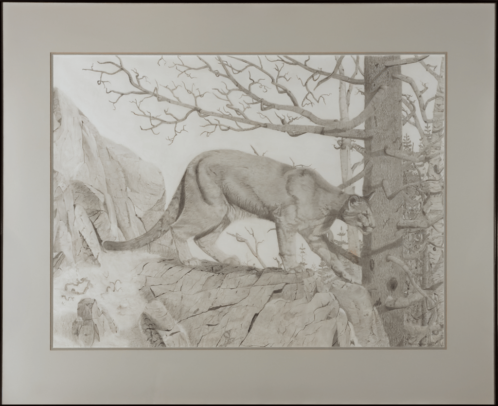 Cougar