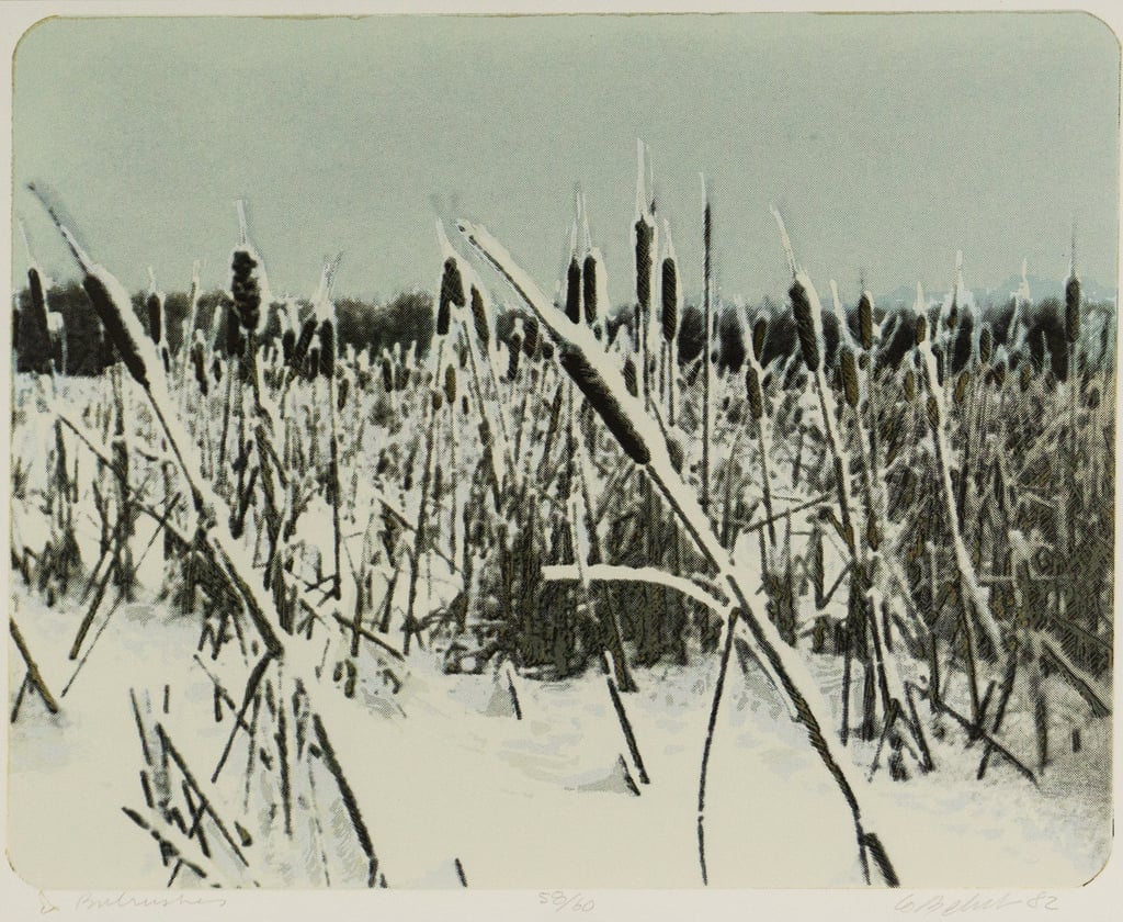Bulrushes