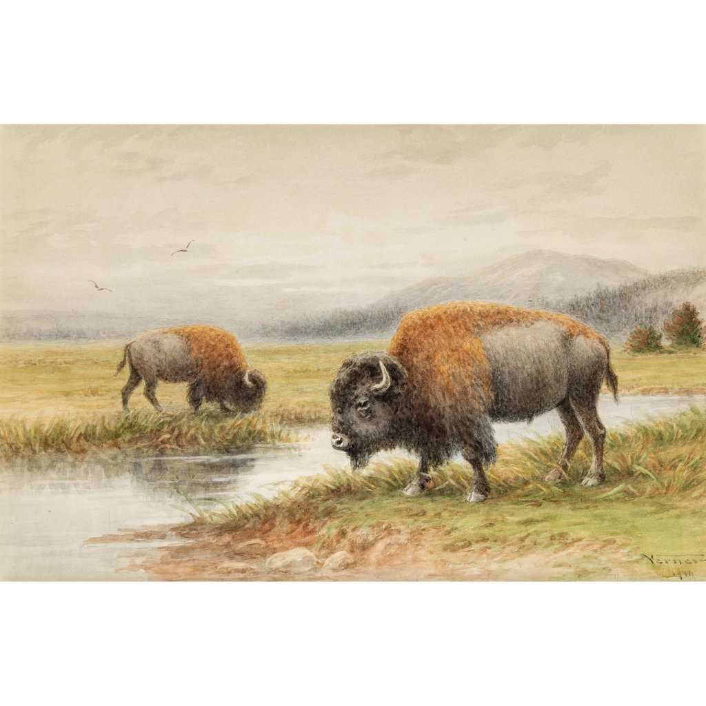 Buffalo