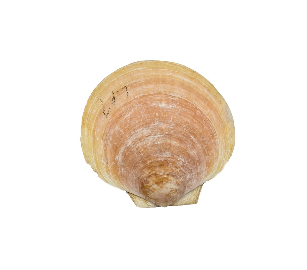 Clam