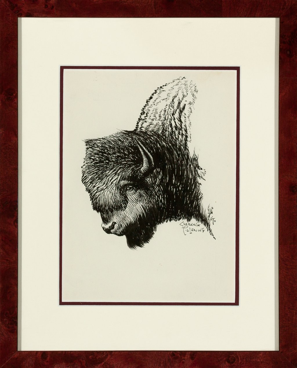 Bison