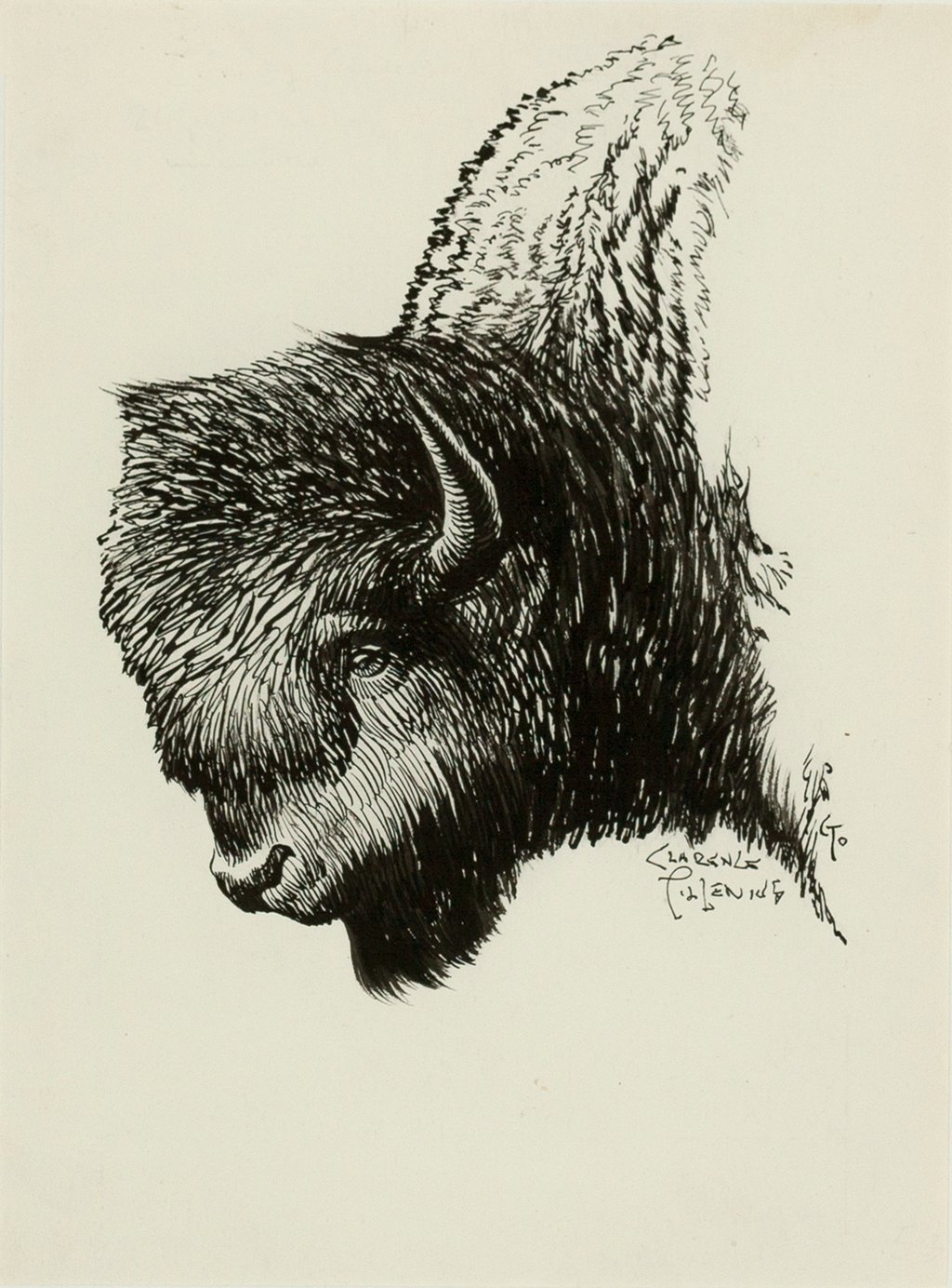 Bison