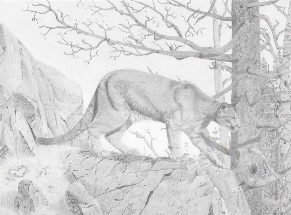 Cougar