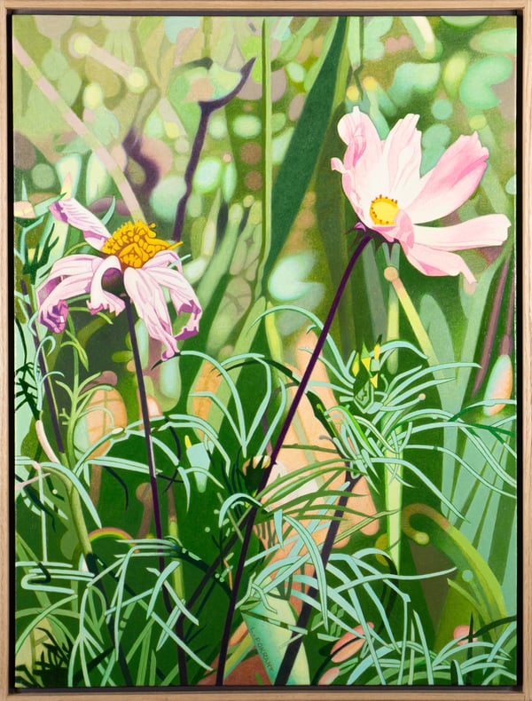 Echinacea