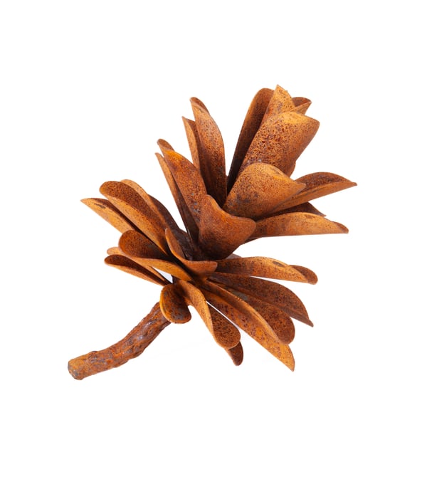 Pine