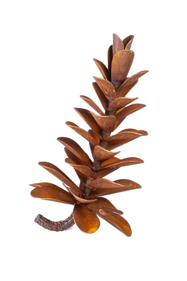 Pine