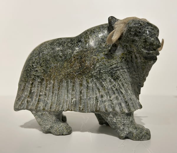 Muskox