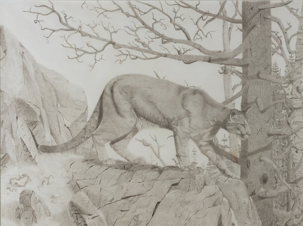 Cougar