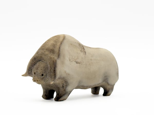 Muskox