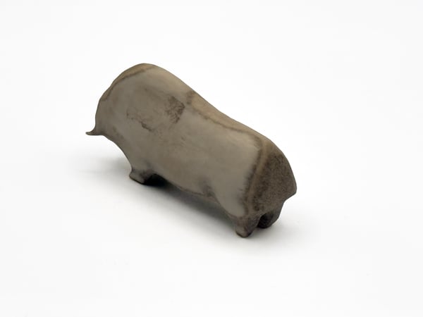 Muskox