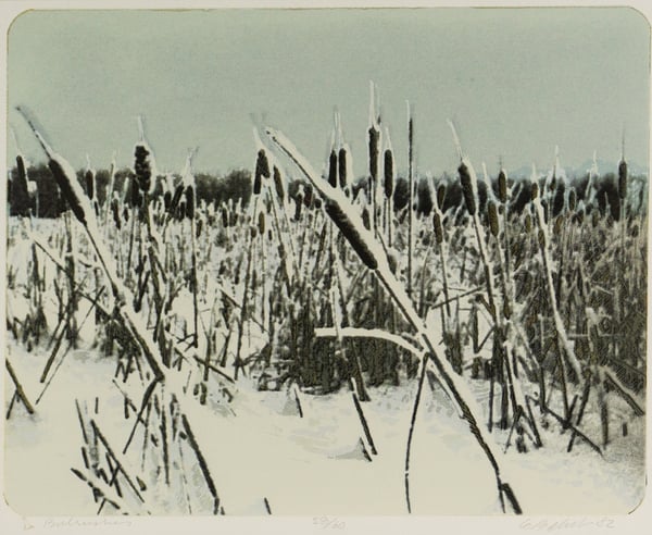 Bulrushes