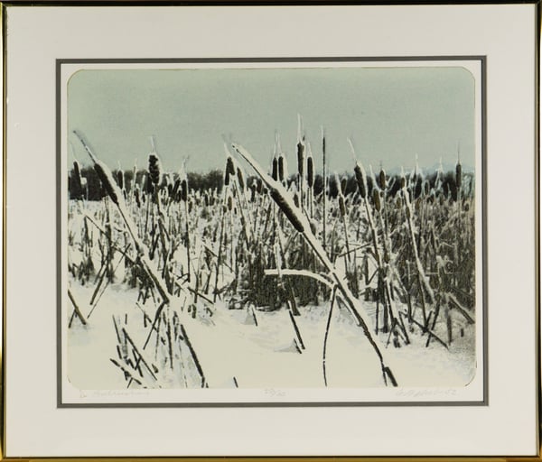 Bulrushes