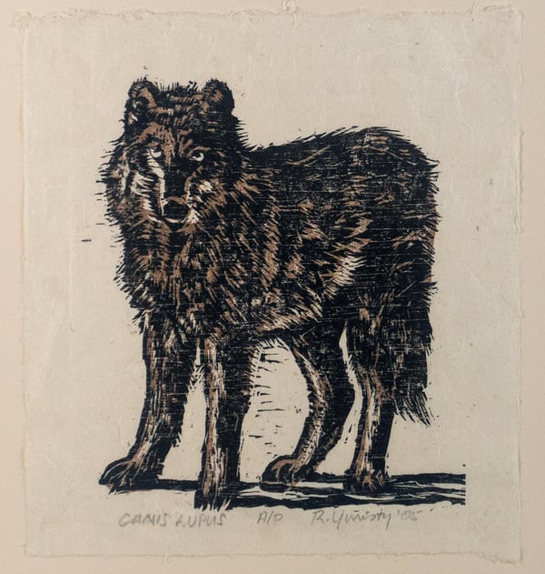 Canis