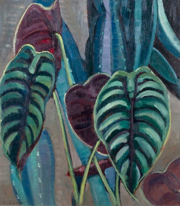 Philodendron