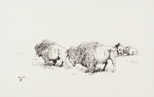 Buffalo