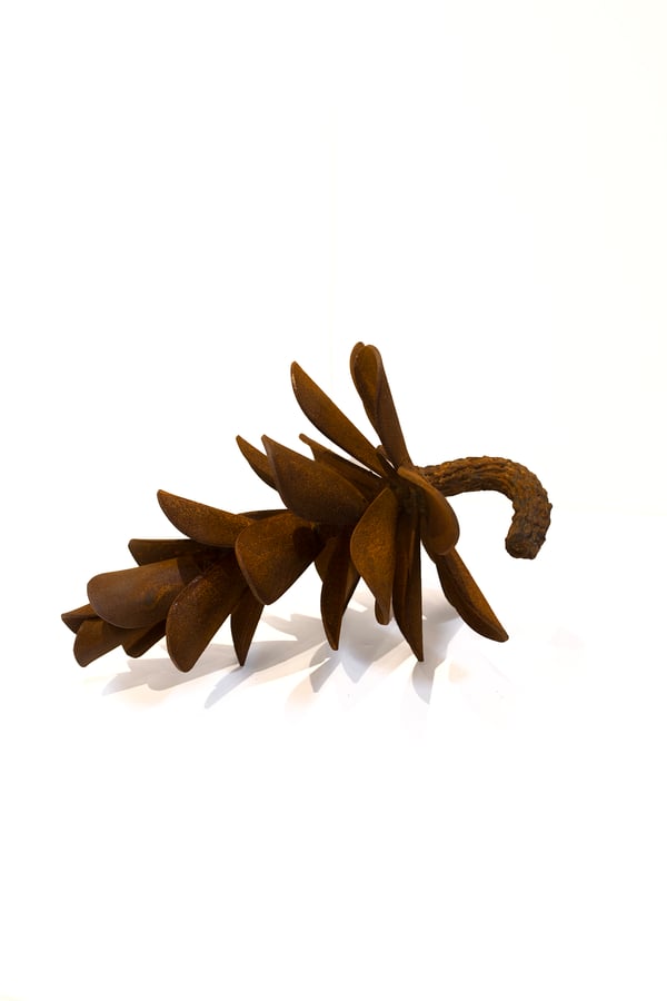 Pine