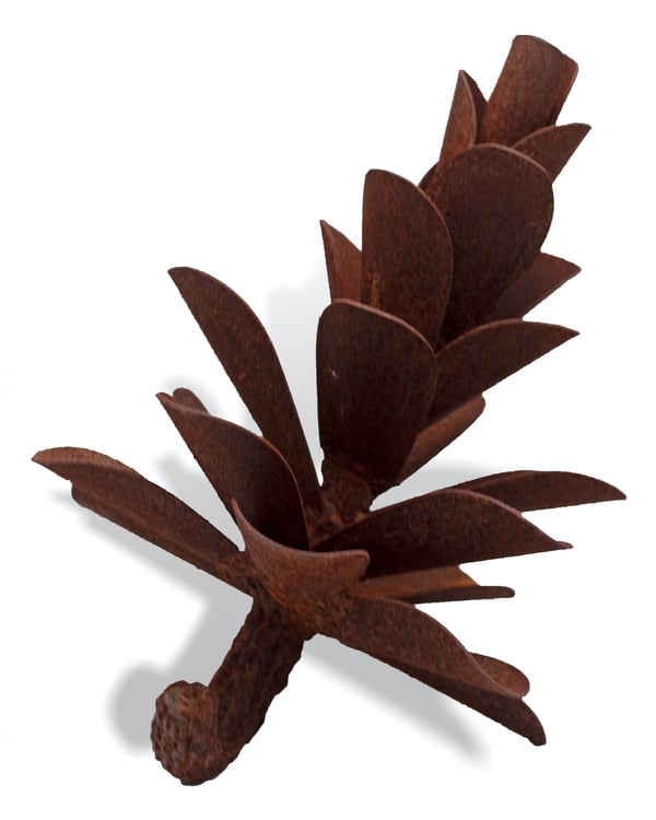 Pine