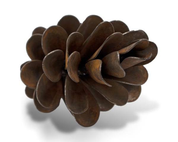Pine