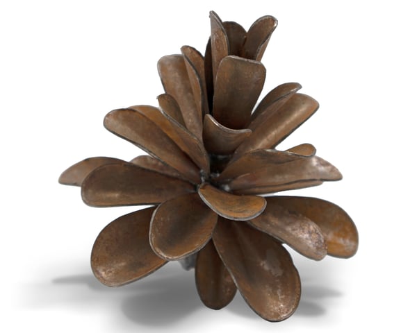 Pine