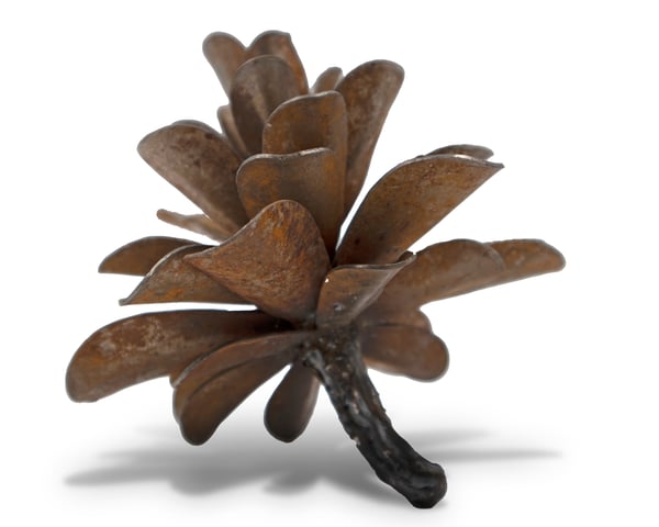 Pine