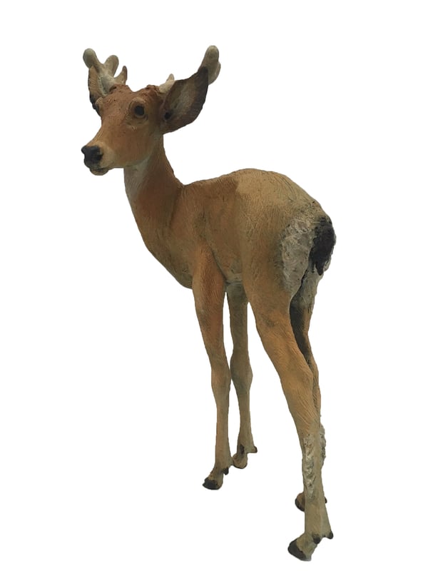 Yearling