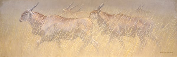 Eland