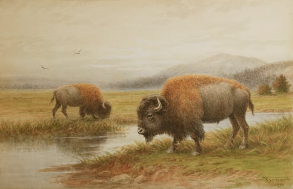 Buffalo