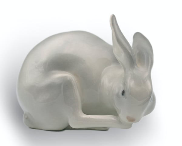 Rabbit