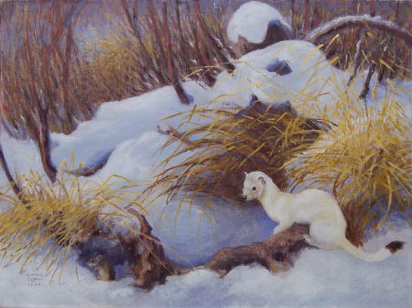 Ermine