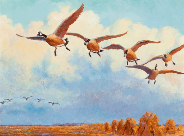 Geese