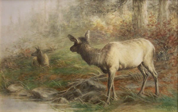 Elk