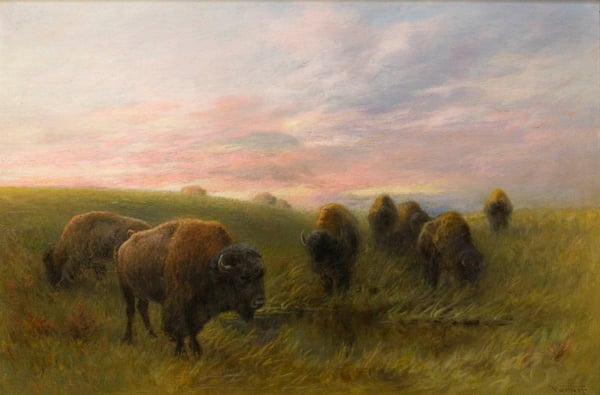 Buffalo
