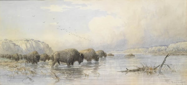Herd