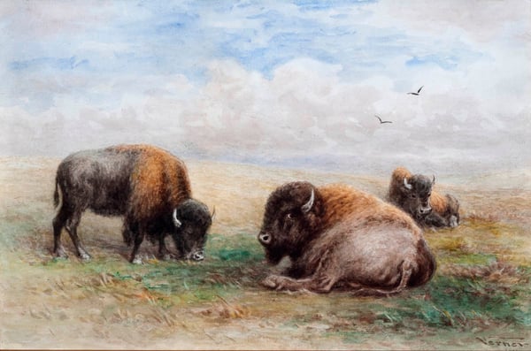 Buffalo