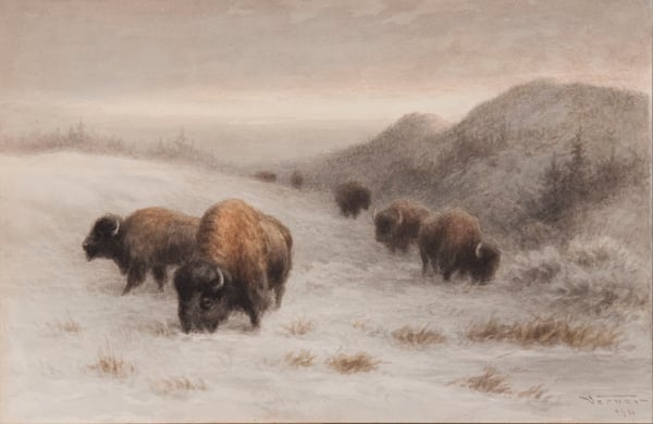 Buffalo