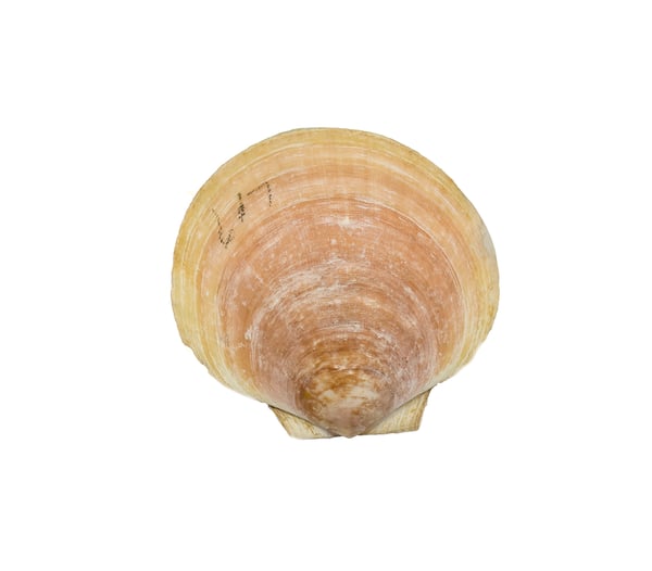 Clam