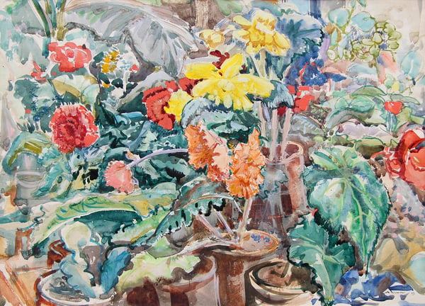 Begonias