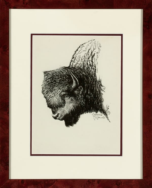 Bison