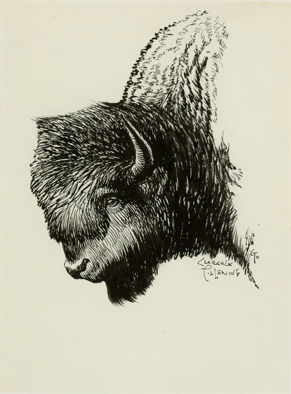 Bison