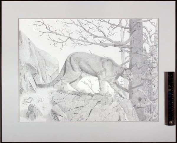 Cougar
